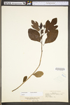 Sassafras albidum by WV University Herbarium