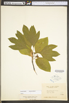 Sassafras albidum by WV University Herbarium