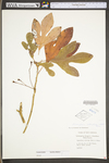 Sassafras albidum by WV University Herbarium