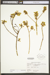 Sassafras albidum by WV University Herbarium