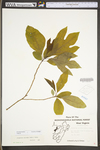 Sassafras albidum by WV University Herbarium