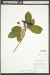 Sassafras albidum by WV University Herbarium