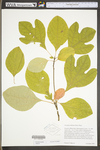 Sassafras albidum by WV University Herbarium