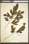 Sassafras albidum by WV University Herbarium