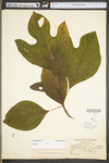 Sassafras albidum by WV University Herbarium