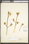 Sassafras albidum by WV University Herbarium