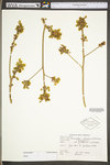 Sassafras albidum by WV University Herbarium