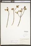 Sassafras albidum by WV University Herbarium