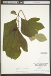 Sassafras albidum by WV University Herbarium