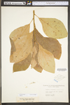 Sassafras albidum by WV University Herbarium