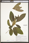 Sassafras albidum by WV University Herbarium