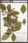 Sassafras albidum by WV University Herbarium