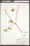 Sassafras albidum by WV University Herbarium