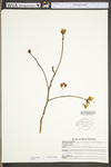 Sassafras albidum by WV University Herbarium