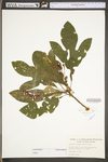 Sassafras albidum by WV University Herbarium