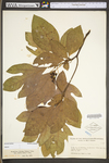 Sassafras albidum by WV University Herbarium