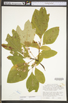 Sassafras albidum by WV University Herbarium