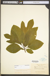 Sassafras albidum by WV University Herbarium