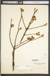 Sassafras albidum by WV University Herbarium