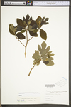 Sassafras albidum by WV University Herbarium