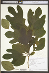 Sassafras albidum by WV University Herbarium