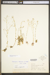 Arabidopsis thaliana by WV University Herbarium