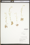 Arabidopsis thaliana by WV University Herbarium