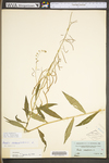 Arabis canadensis by WV University Herbarium