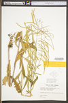 Arabis canadensis by WV University Herbarium