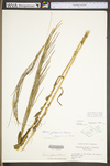 Arabis glabra by WV University Herbarium