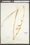 Arabis glabra by WV University Herbarium