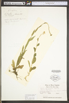Arabis hirsuta var. pycnocarpa by WV University Herbarium