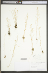 Arabis hirsuta var. pycnocarpa by WV University Herbarium