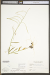 Arabis laevigata var. burkii by WV University Herbarium