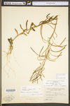 Arabis laevigata var. burkii by WV University Herbarium