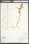 Arabis laevigata var. laevigata by WV University Herbarium