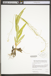 Arabis laevigata by WV University Herbarium