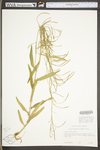 Arabis laevigata var. laevigata by WV University Herbarium