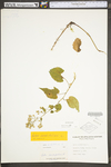 Symphyotrichum cordifolium by WV University Herbarium