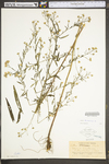 Symphyotrichum dumosum var. dumosum by WV University Herbarium