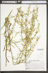 Symphyotrichum dumosum var. dumosum by WV University Herbarium