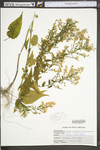 Symphyotrichum cordifolium by WV University Herbarium