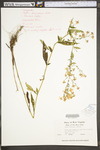 Symphyotrichum lowrieanum by WV University Herbarium