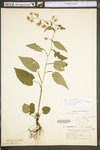 Symphyotrichum lowrieanum by WV University Herbarium