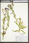 Symphyotrichum novae-angliae by WV University Herbarium