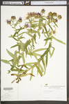 Symphyotrichum novae-angliae by WV University Herbarium