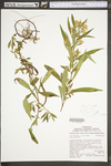 Symphyotrichum novi-belgii by WV University Herbarium