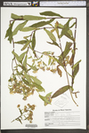 Symphyotrichum novi-belgii by WV University Herbarium