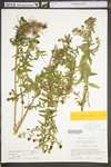 Symphyotrichum oblongifolium by WV University Herbarium