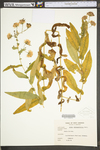 Symphyotrichum oblongifolium by WV University Herbarium